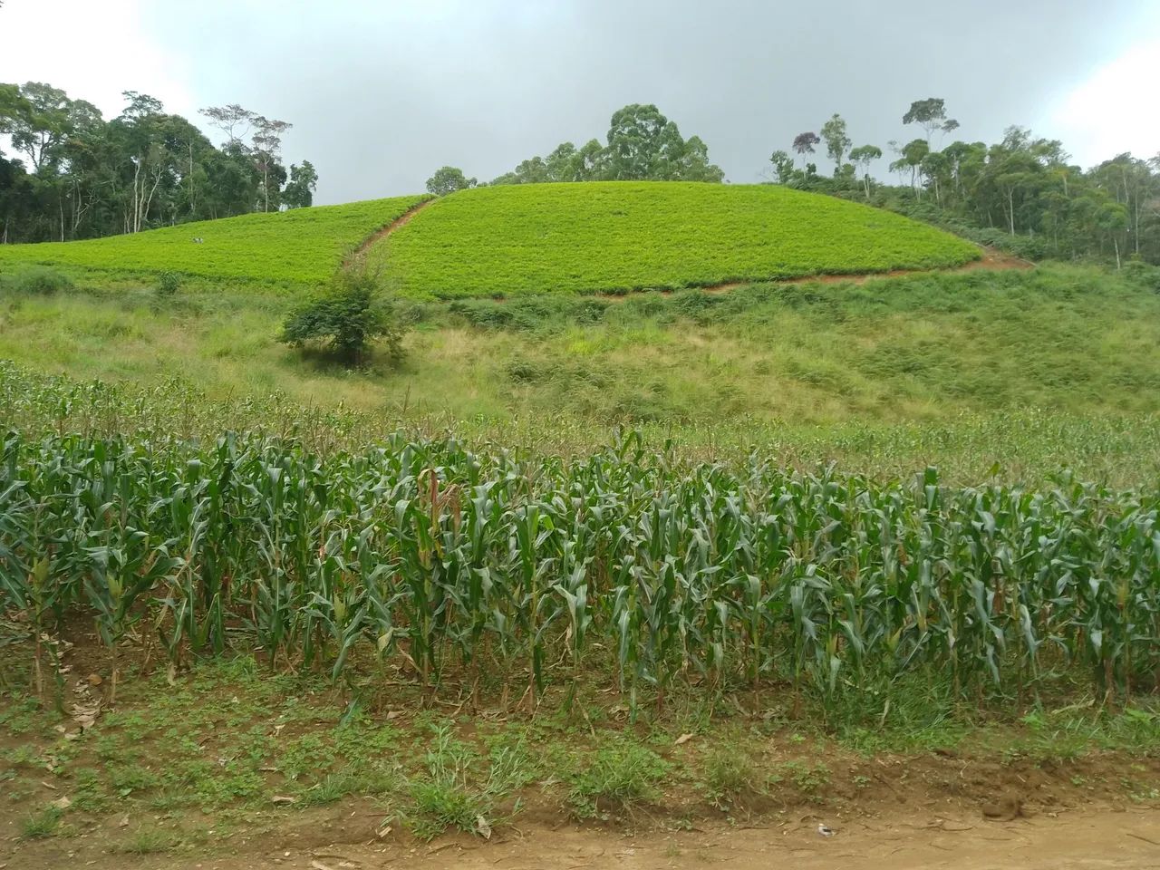 Sítio pedras azul 4 alqueires  - Foto 4