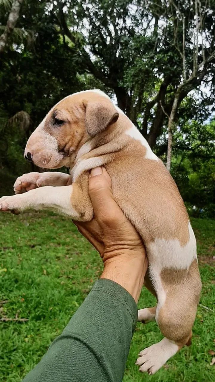 Bull Terrier inglês 