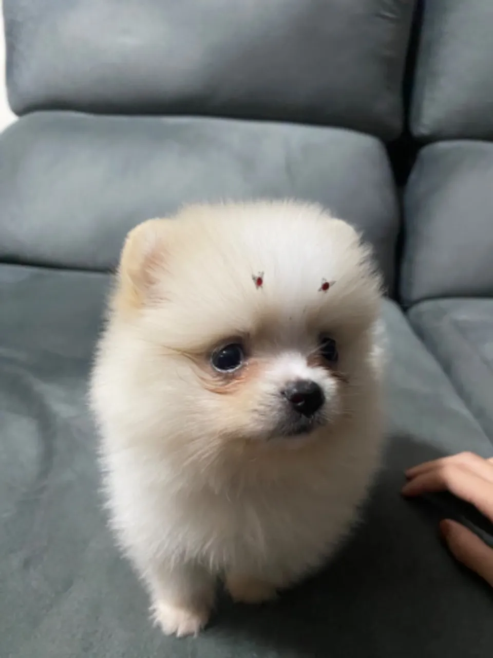 Cachorro spitz alemão anao 