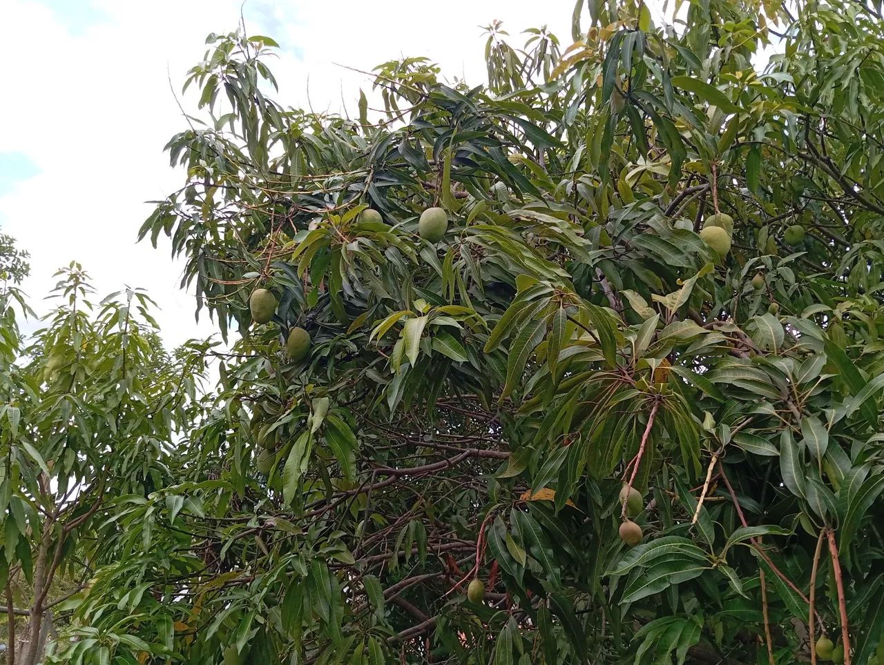 Chácara 10 min Parque Municipal,Aceita Imovel até 120 .000 e volta Diferença!!! - Foto 5