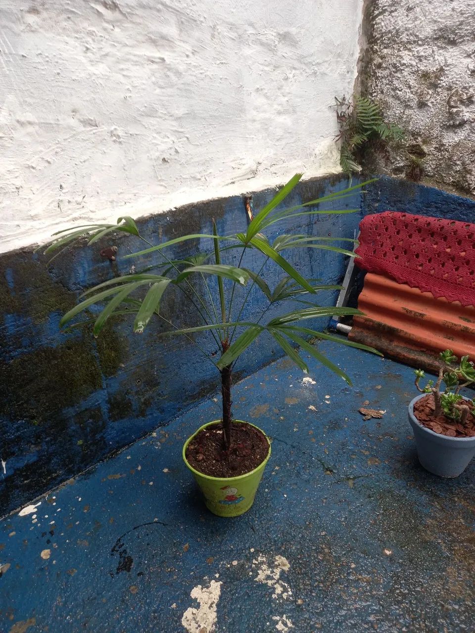 Pra decoração... 