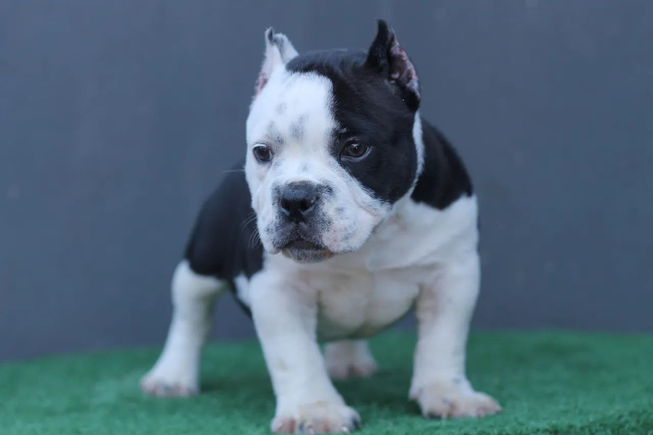 AMERICAN BULLY MICRO - MACHO 