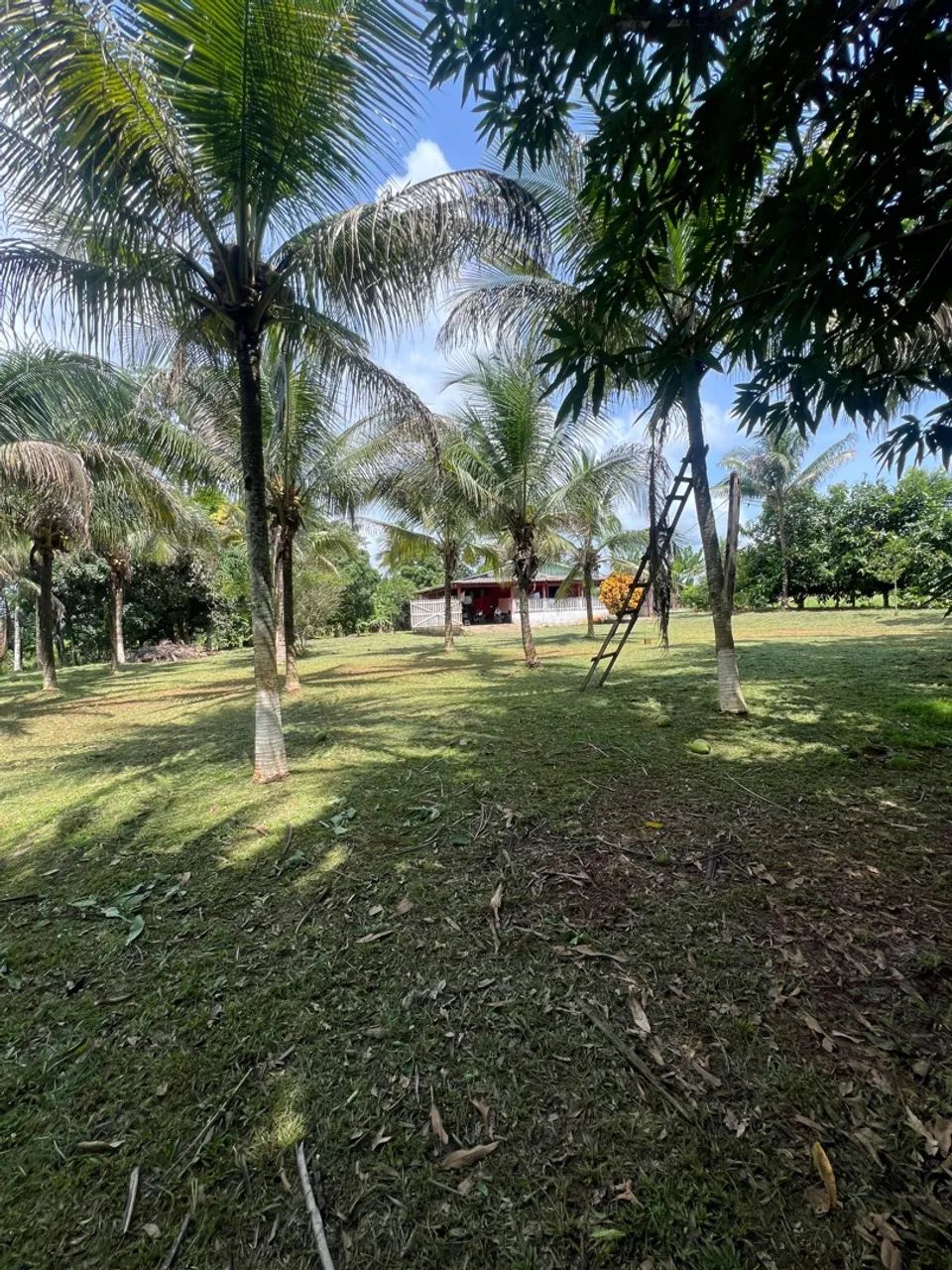 Vendo essa chácara ou troco em casa  - Foto 3