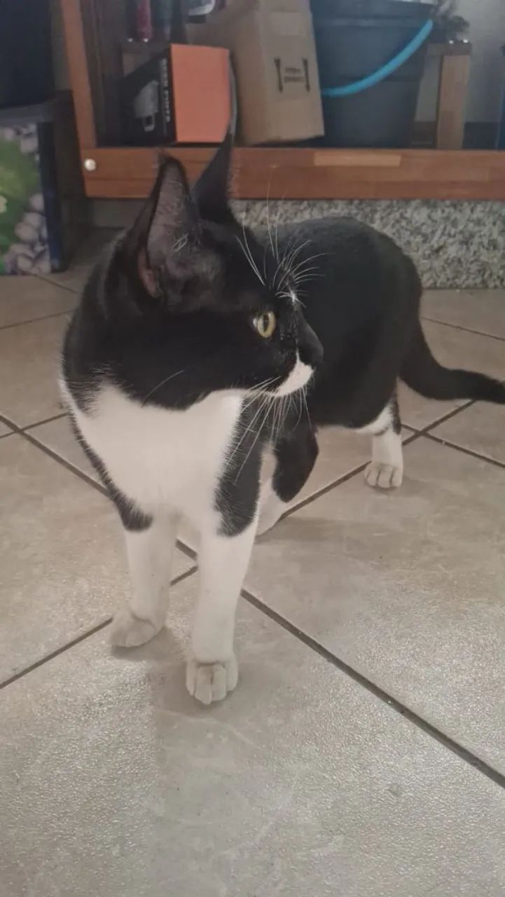 Adoção Responsável  - Foto 2