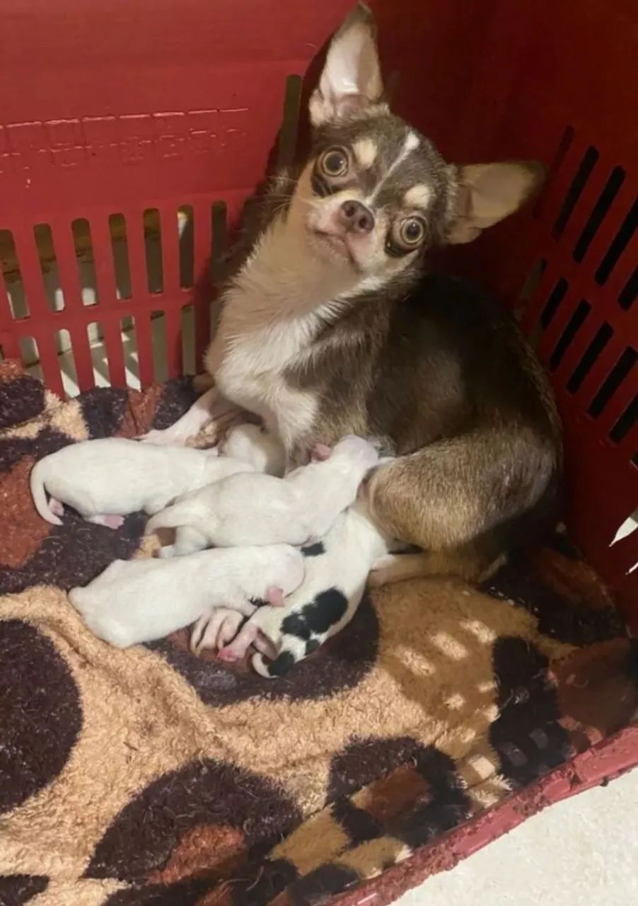 Lindos filhotes disponíveis 