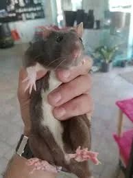Mouse  Twister - Foto 3