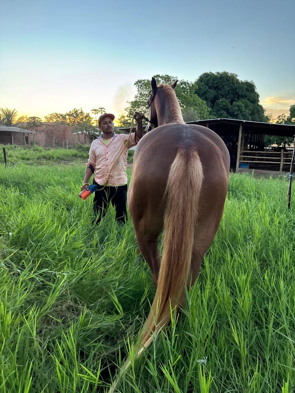 Cavalo Quarto de Milha Domado Sem RG - Foto 2
