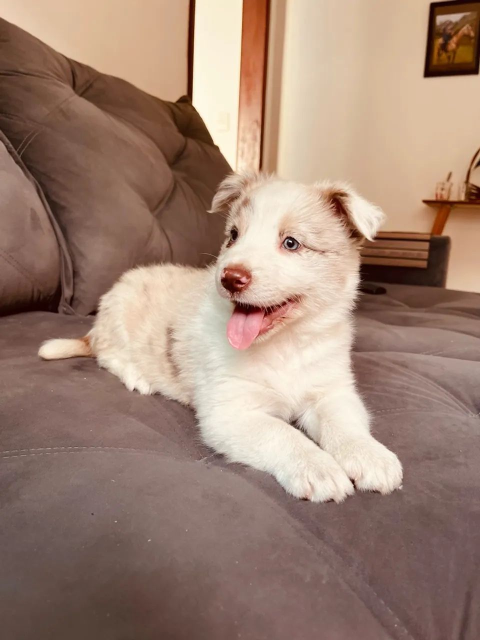 Border collie  - Foto 4