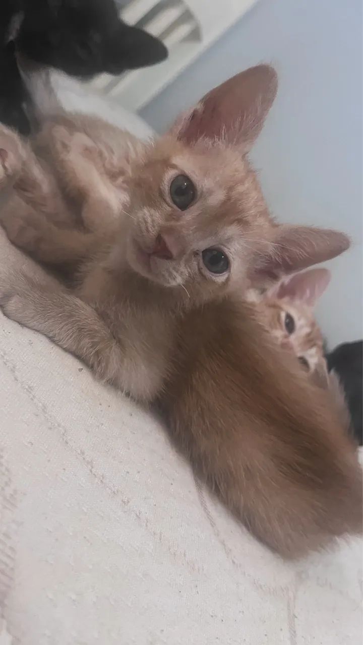 Pet - Foto 3