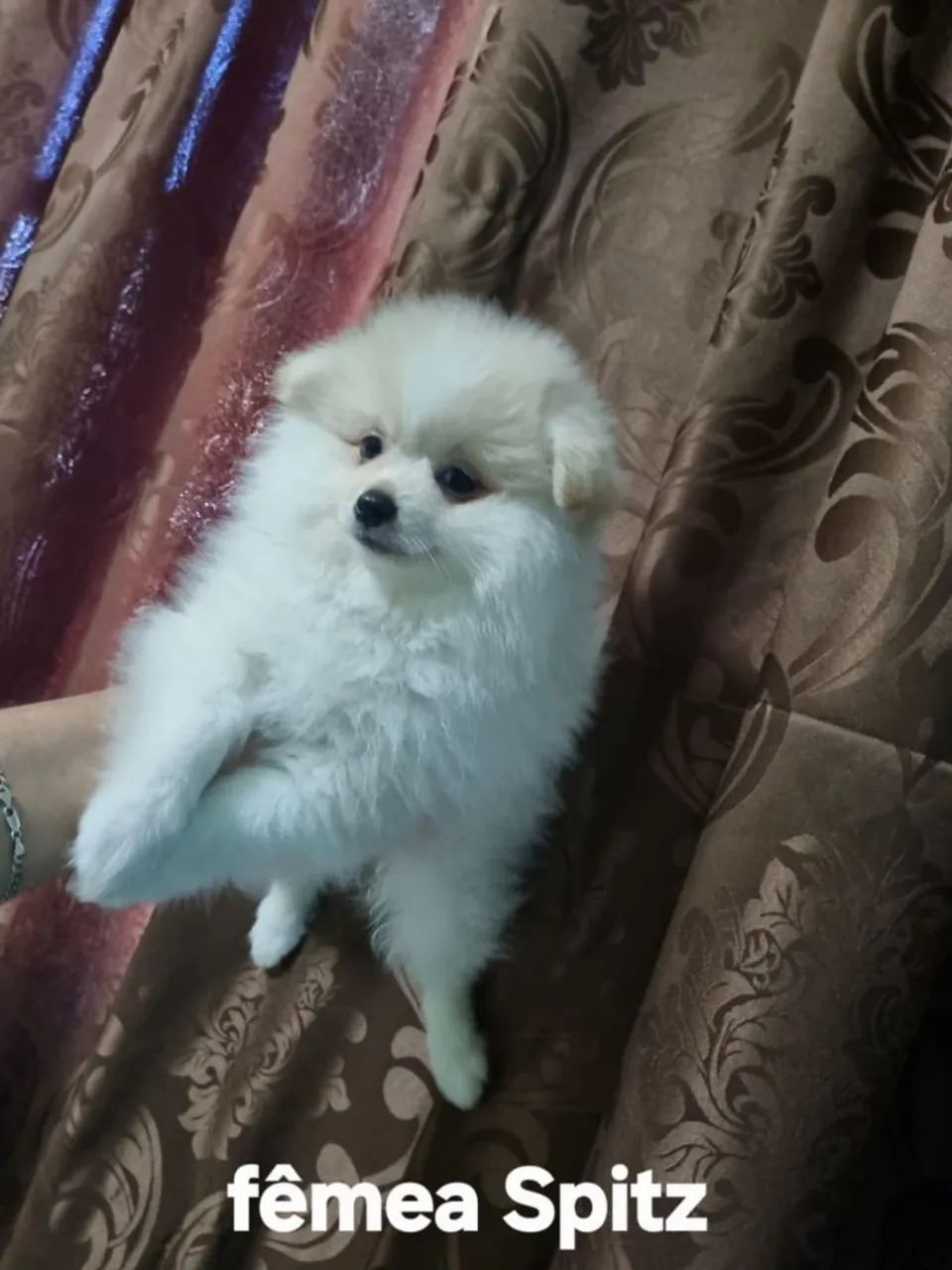 Spitz alemão  - Foto 2