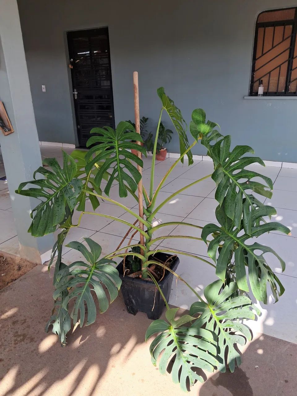 Planta  - Foto 3