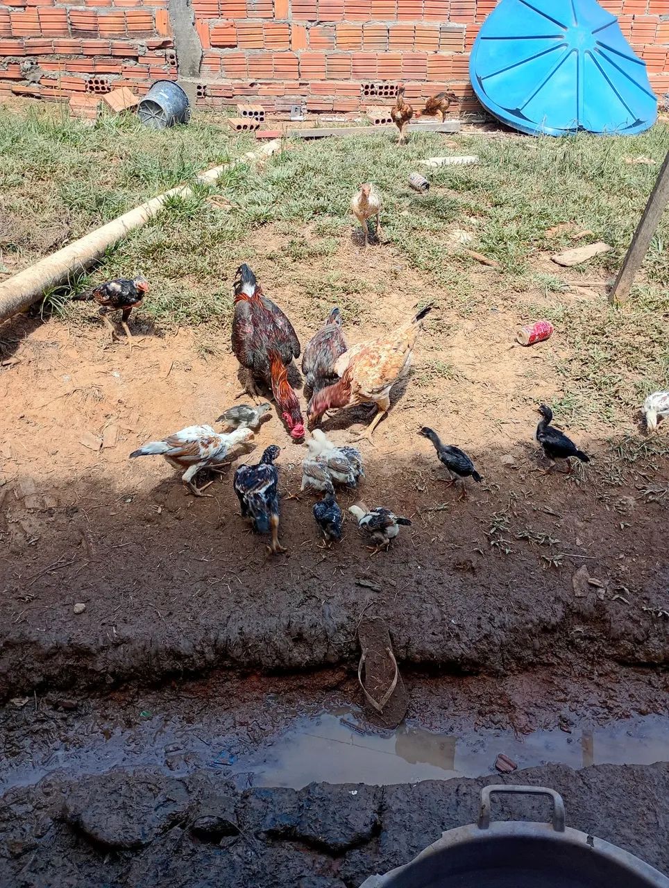 Galinhas e Franguinhos - Foto 2