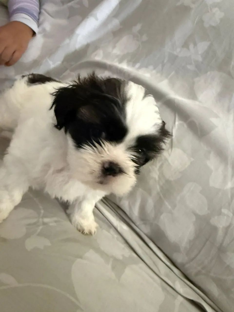 Filhotes Shih Tzu - Foto 5