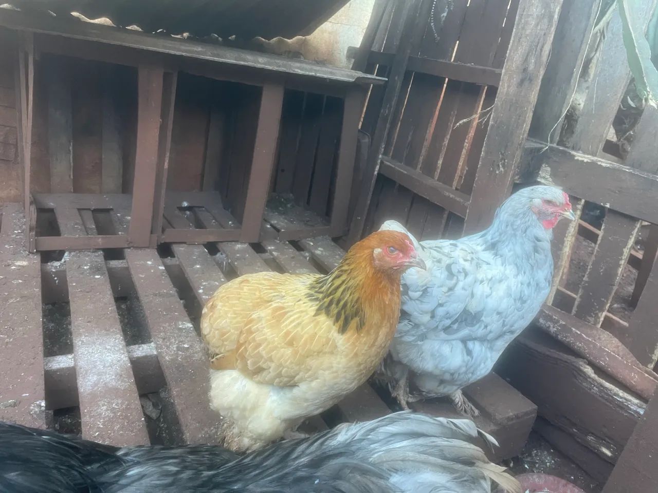 Galinhas 