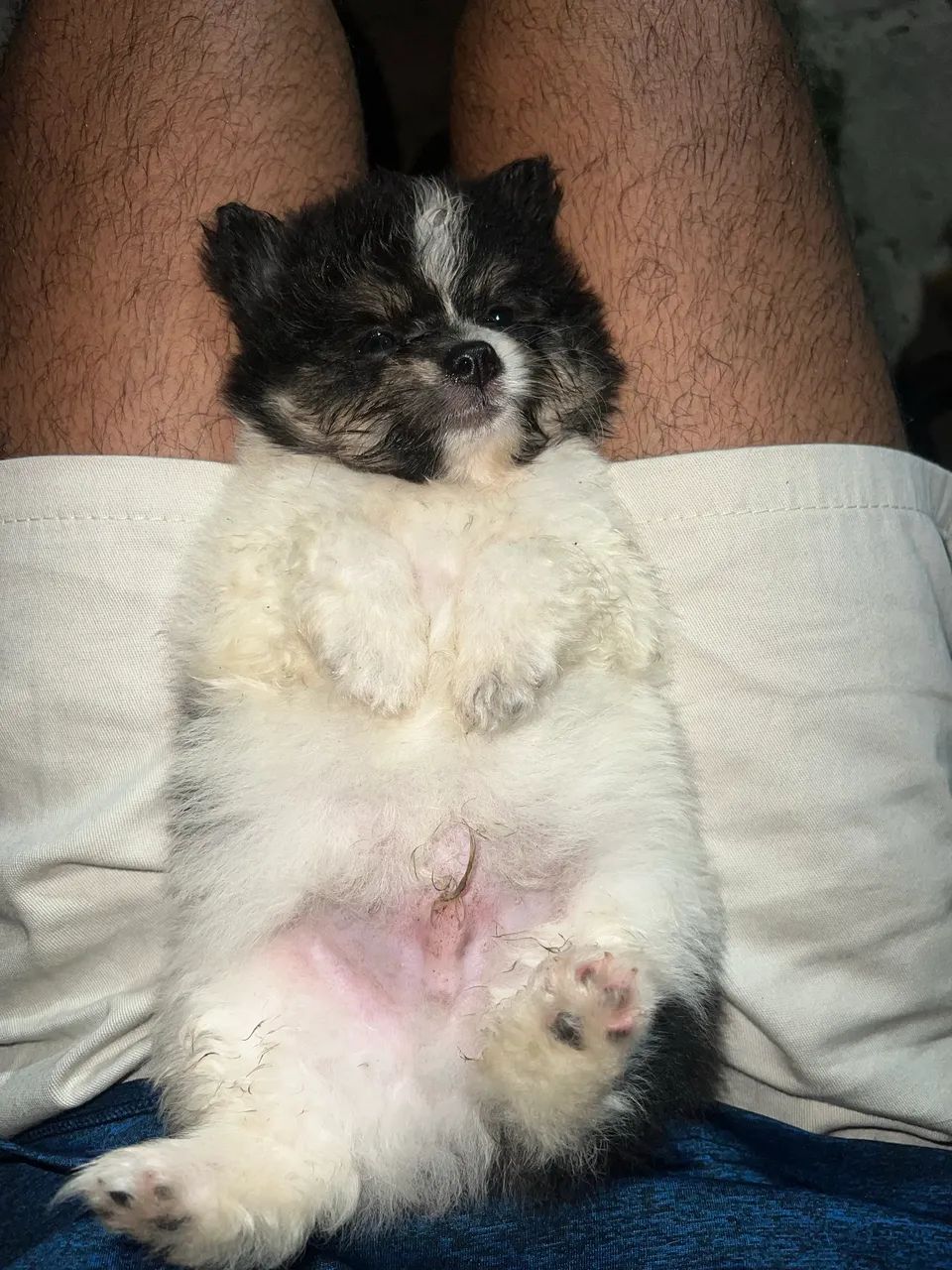 Spitz alemão  - Foto 3