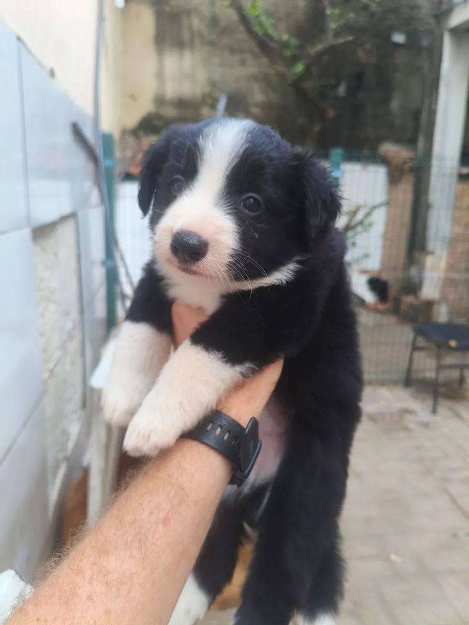 Filhote de border collie  - Foto 5