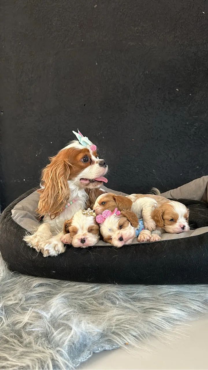 Cavalier king charles  - Foto 4