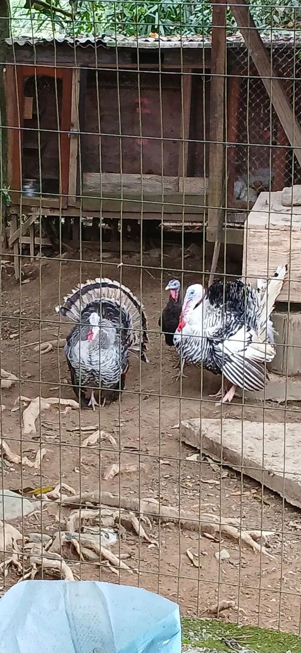 MACHO DE PERU . - Foto 3