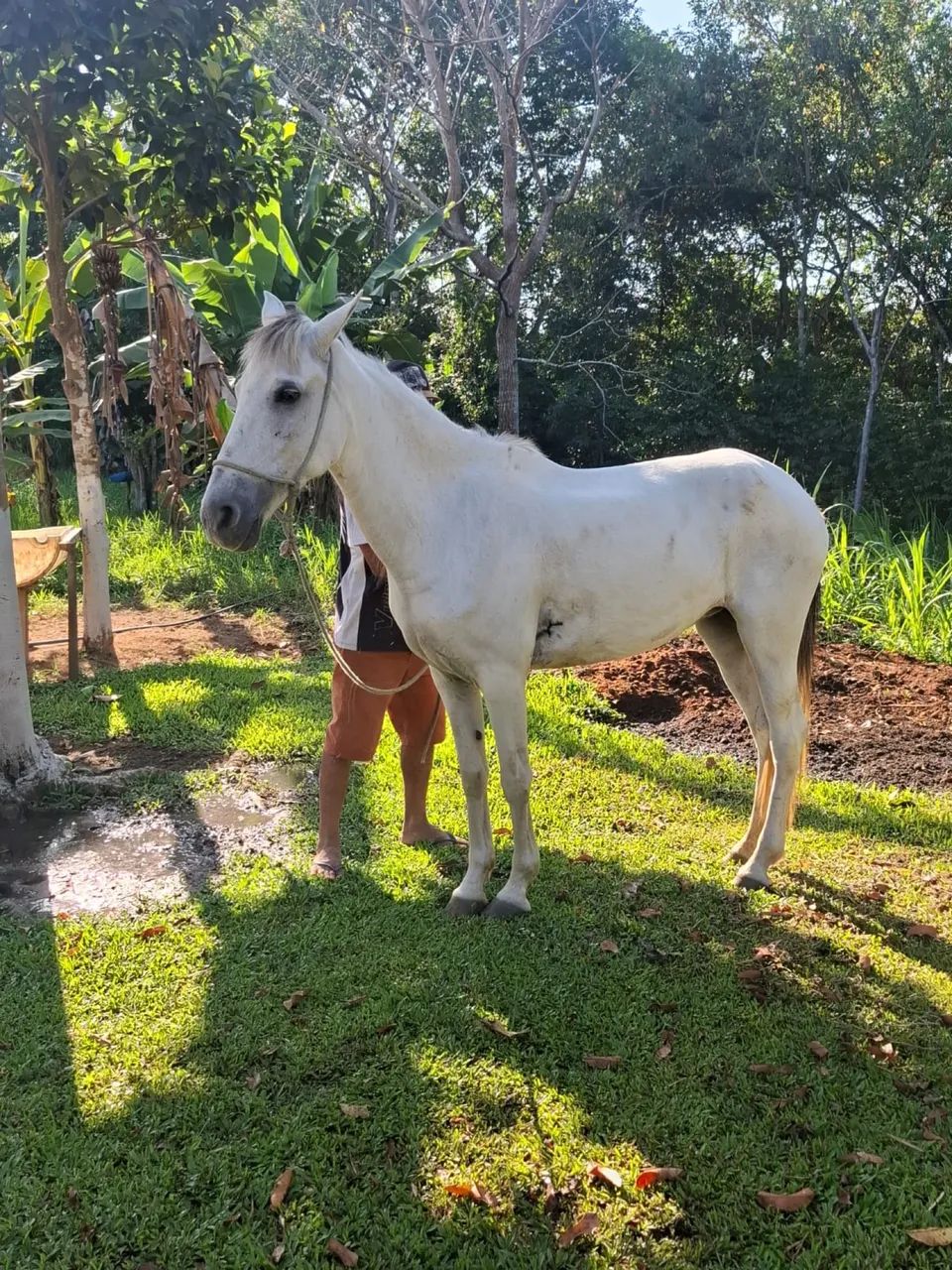 vendo égua 