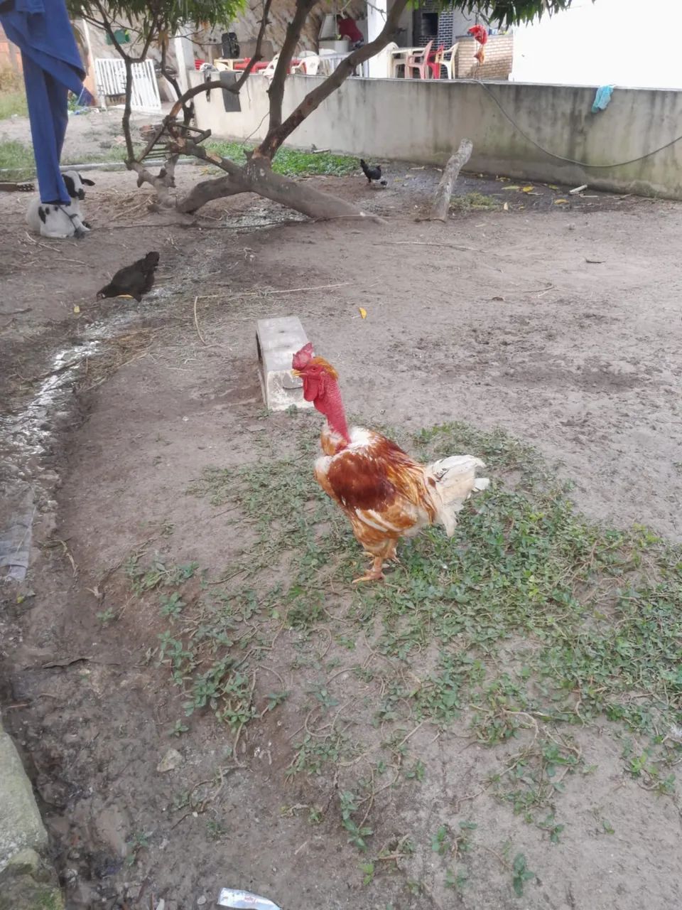 Vendo galo de capoeira - Foto 2