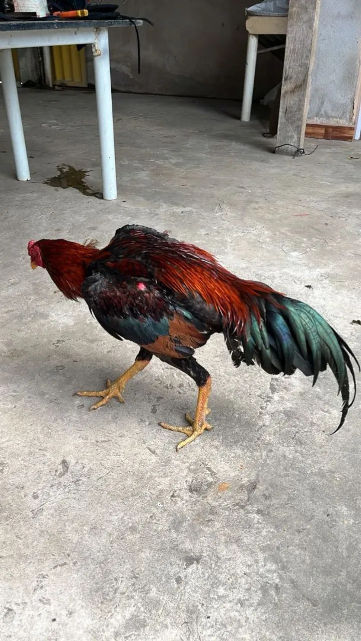 Galinha índia 