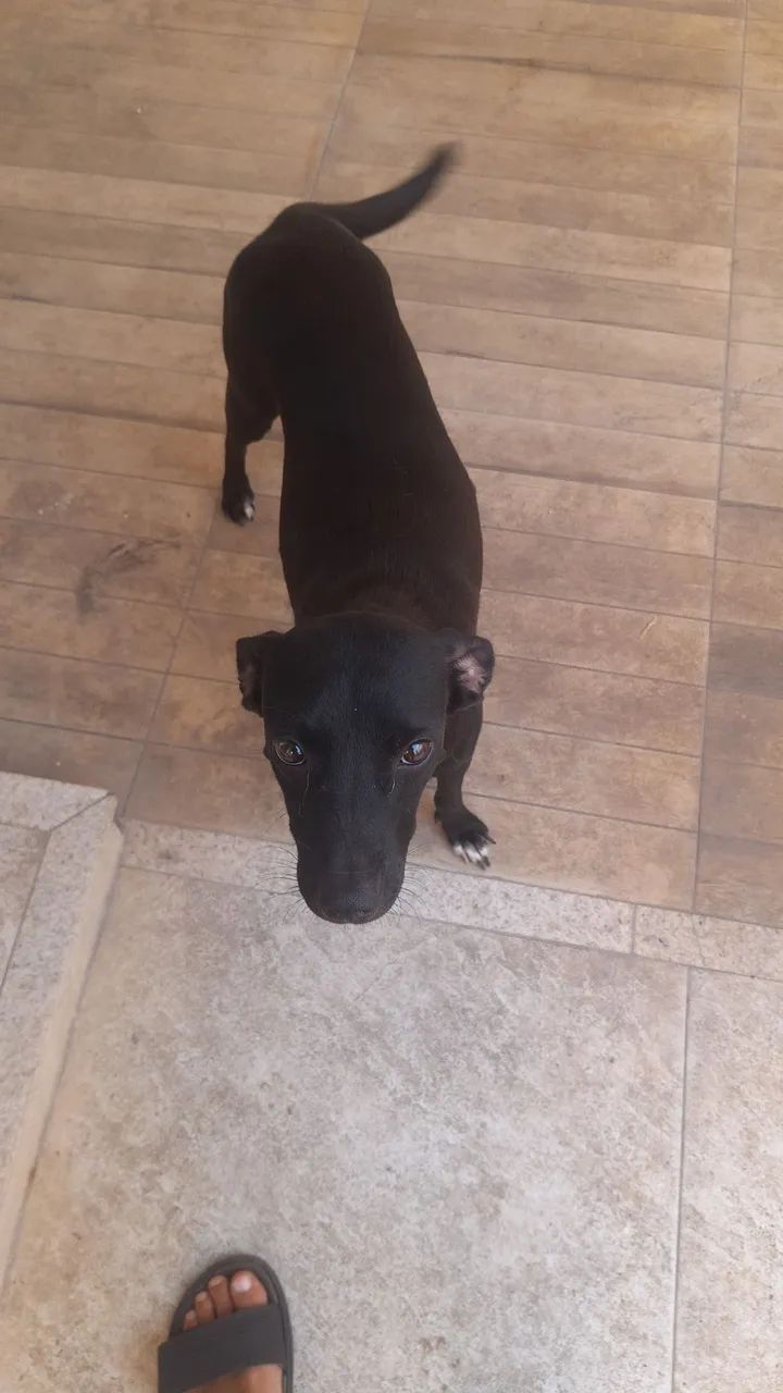 Adoção responsável  - Foto 2