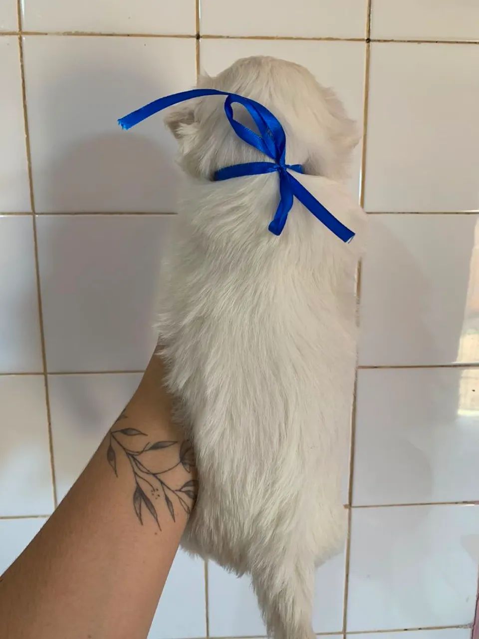 Shitzu macho branco  - Foto 4