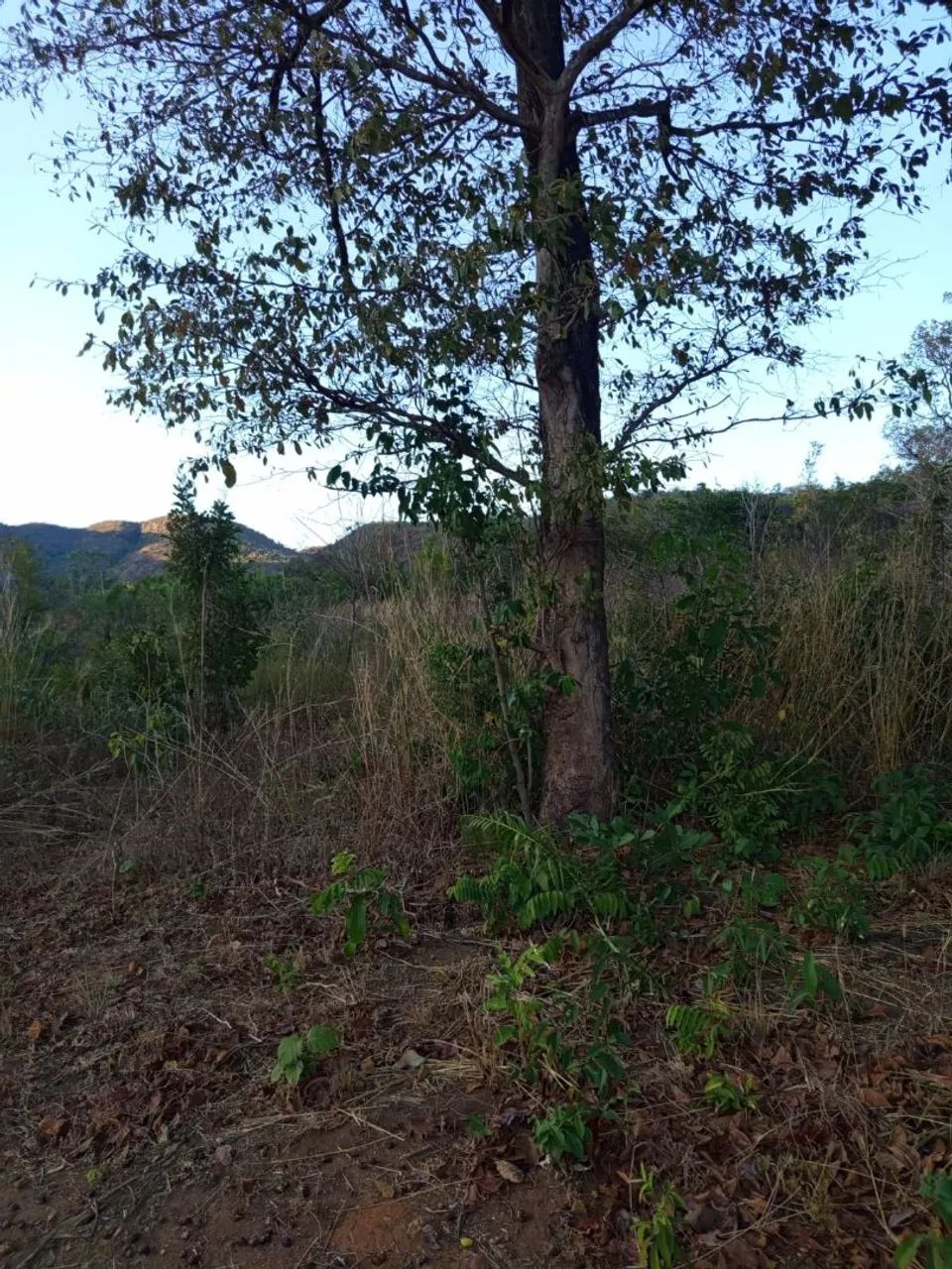 Lote próximo ao limpão, 7 km da cidade chácara - Foto 3