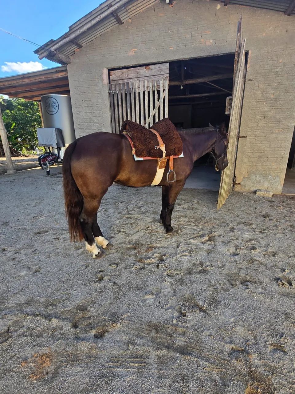 Égua Mansa de sela - Foto 3