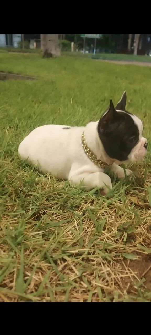 Buldogue francês micro  - Foto 3
