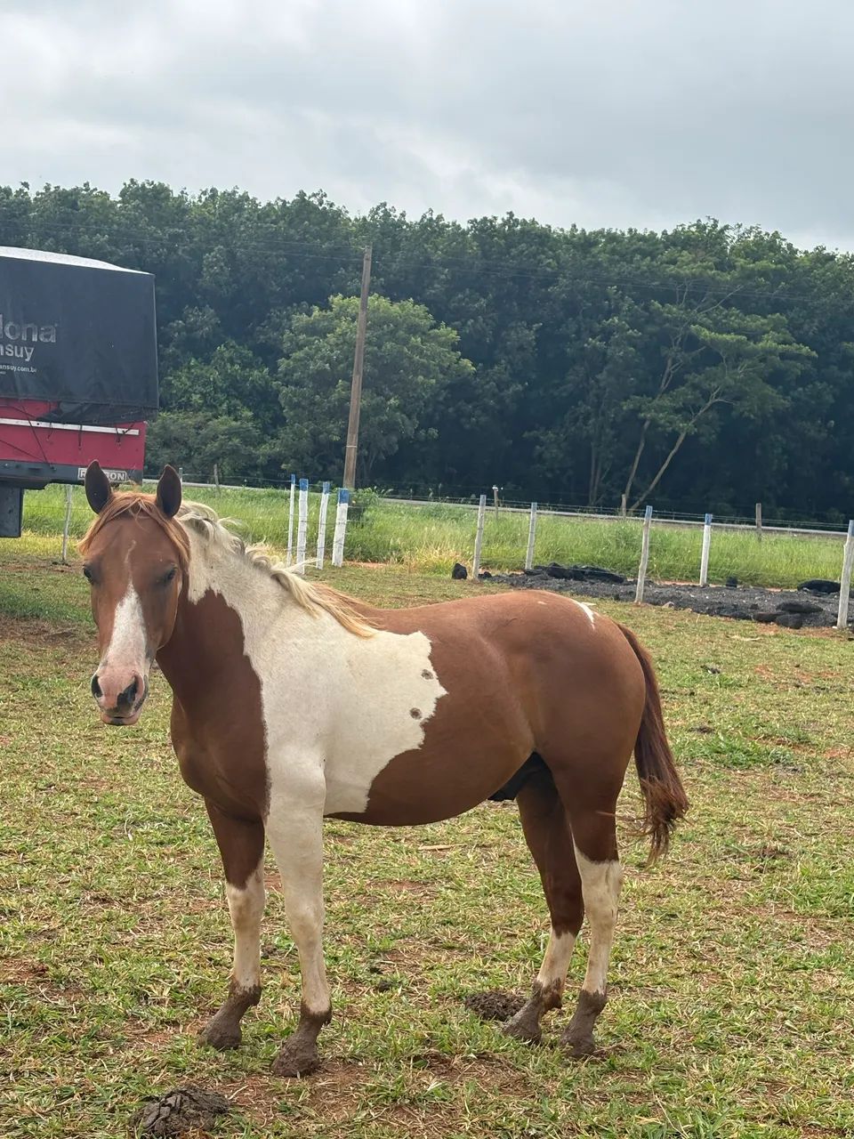 Potro pampa  - Foto 3