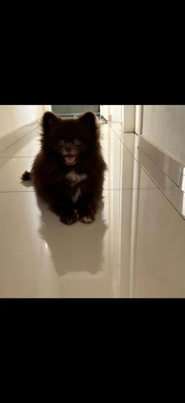 LULU POMERÂNIA MACHO CHOCOLATE - COR RARA - PORTE MICRO - 1 ANO E 6 MESES