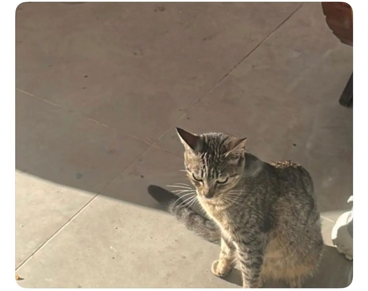 Gatos 