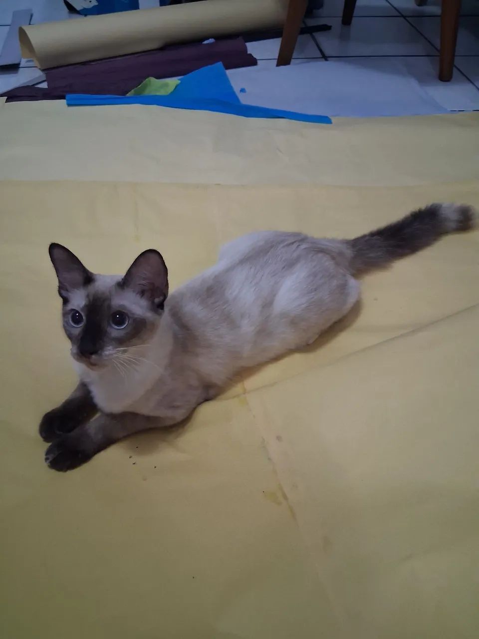 Gata castrada para adoção responsável  - Foto 5