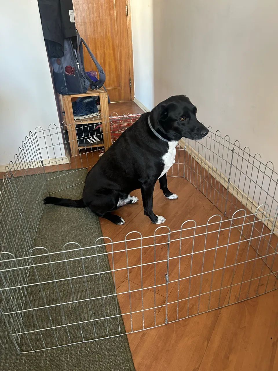 Grade para cachorro 