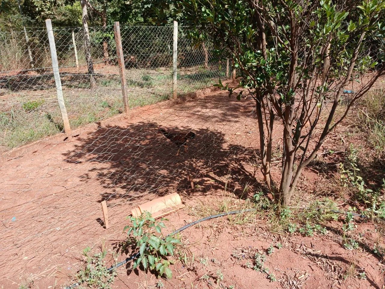 Chacara - Foto 4