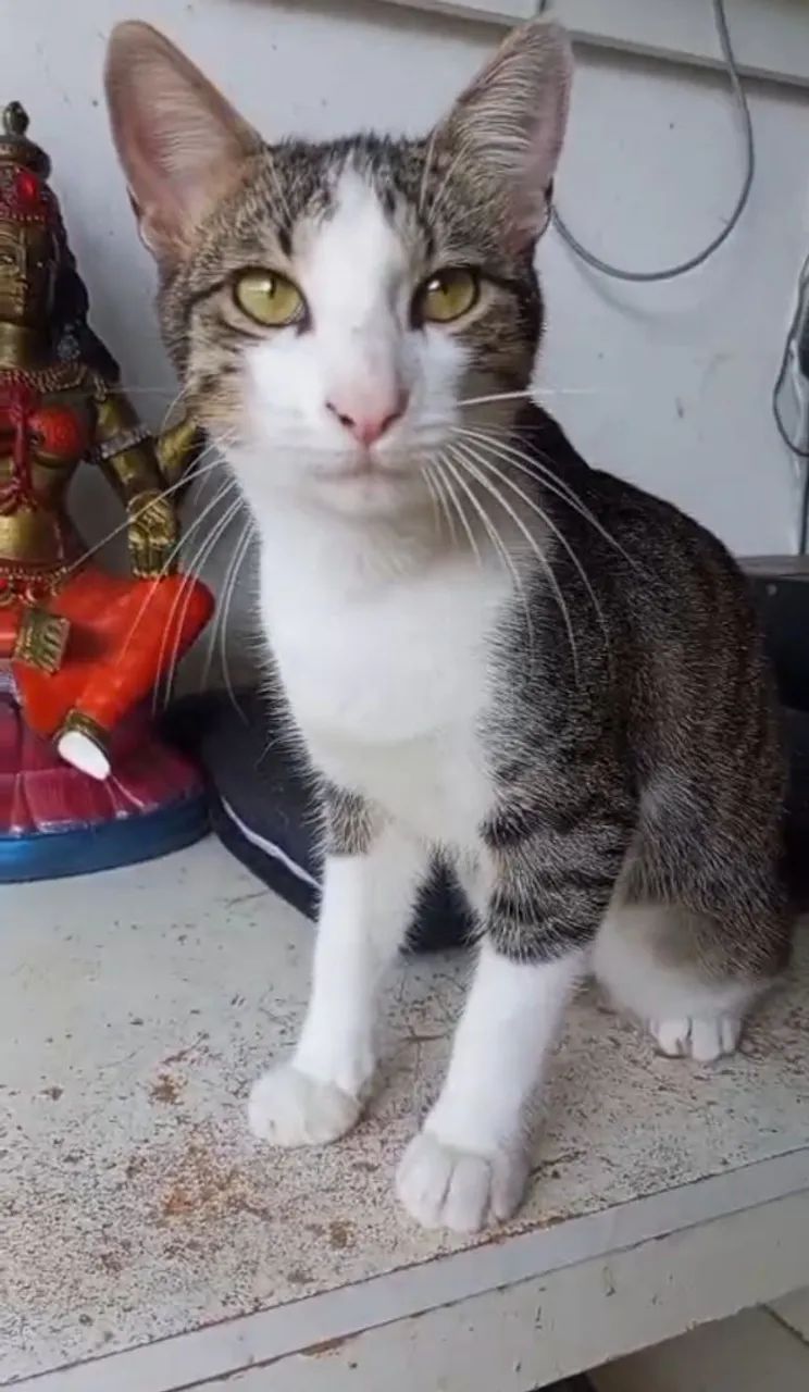 Gato Salim parar adoção  - Foto 3