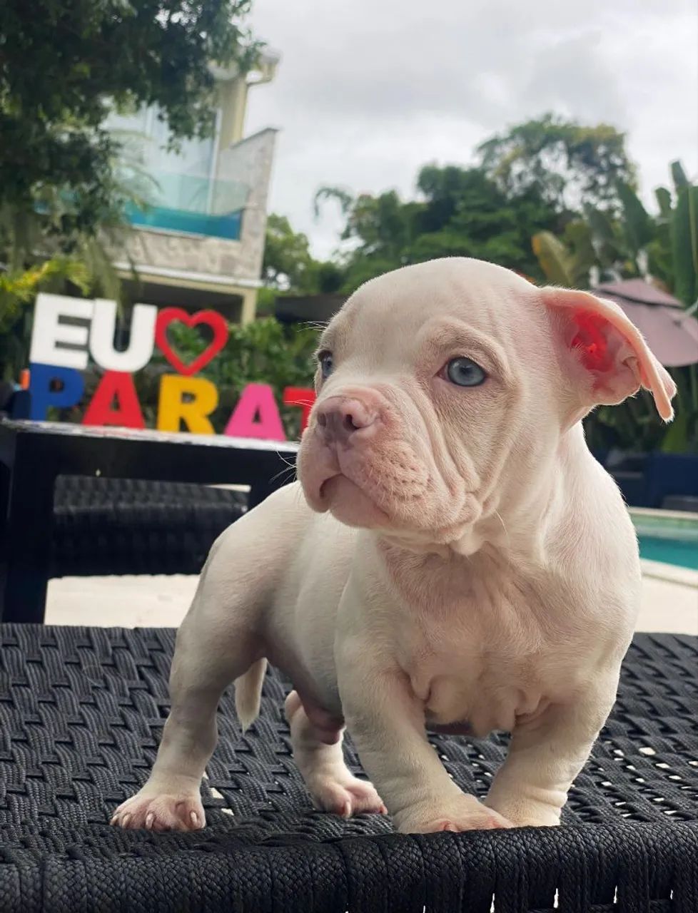 American bully  - Foto 2