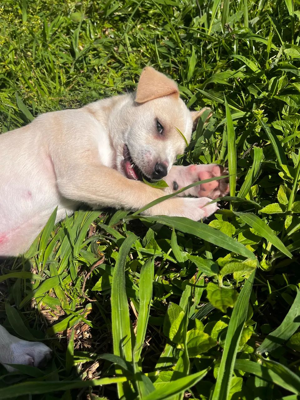 Cachorro - Foto 2