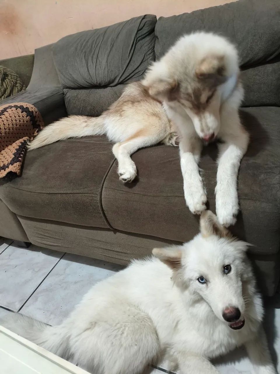 Husky siberiano  - Foto 5