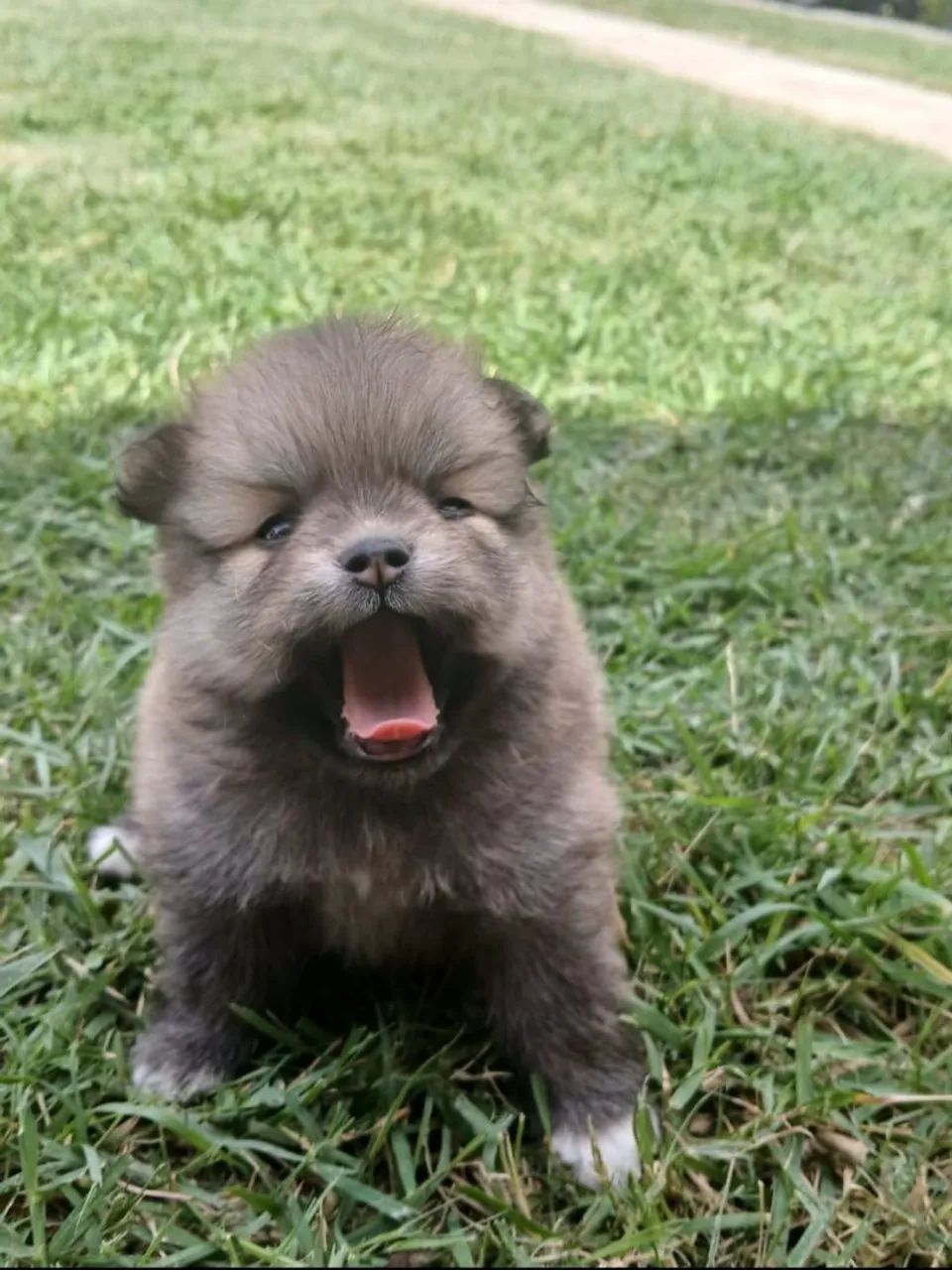 Spitz Alemão  - Foto 2