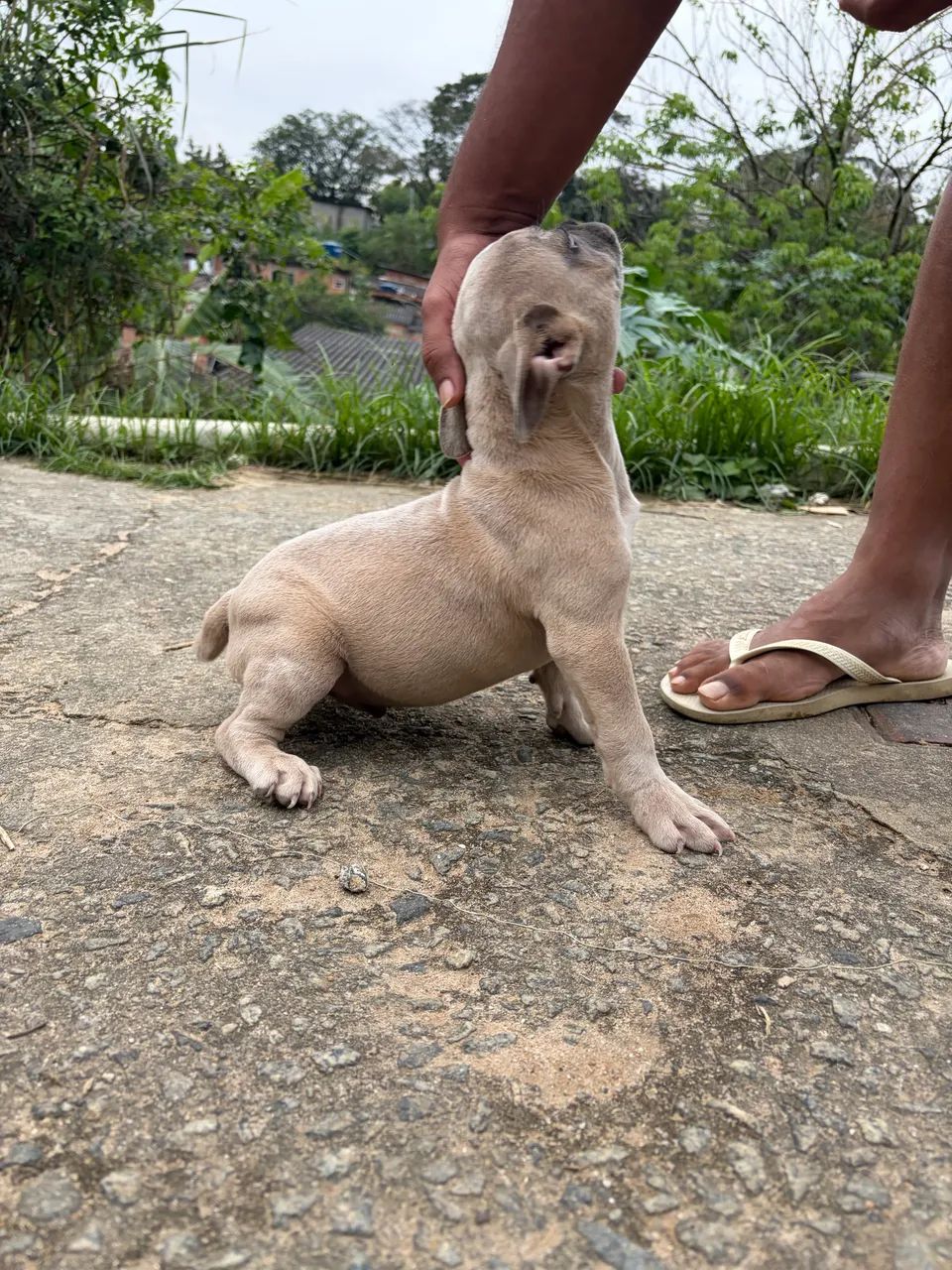 American Bully - Foto 2