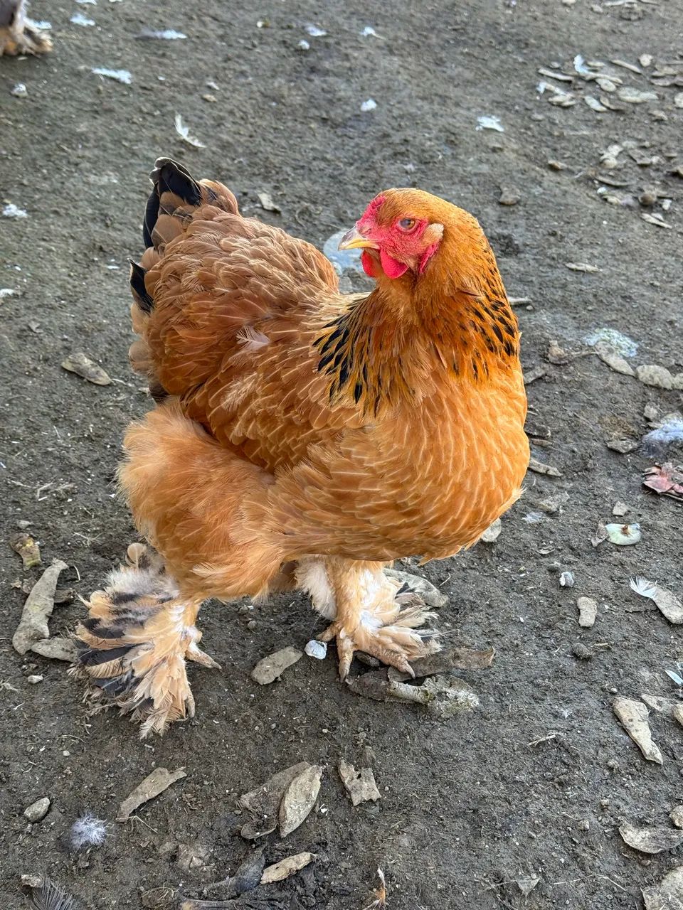 Ovos de Brahmas dúzia  - Foto 2