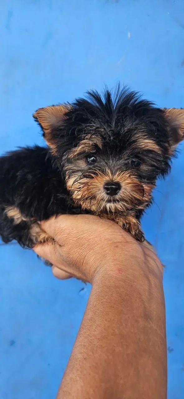 York shire machinho mini com 60 dias  - Foto 4