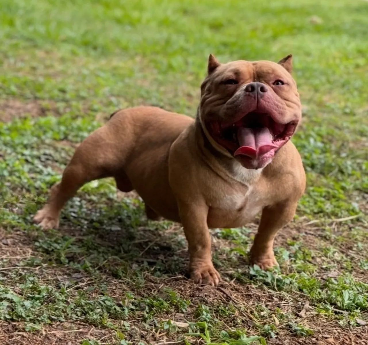 Macho - American Bully Micro - Padreador