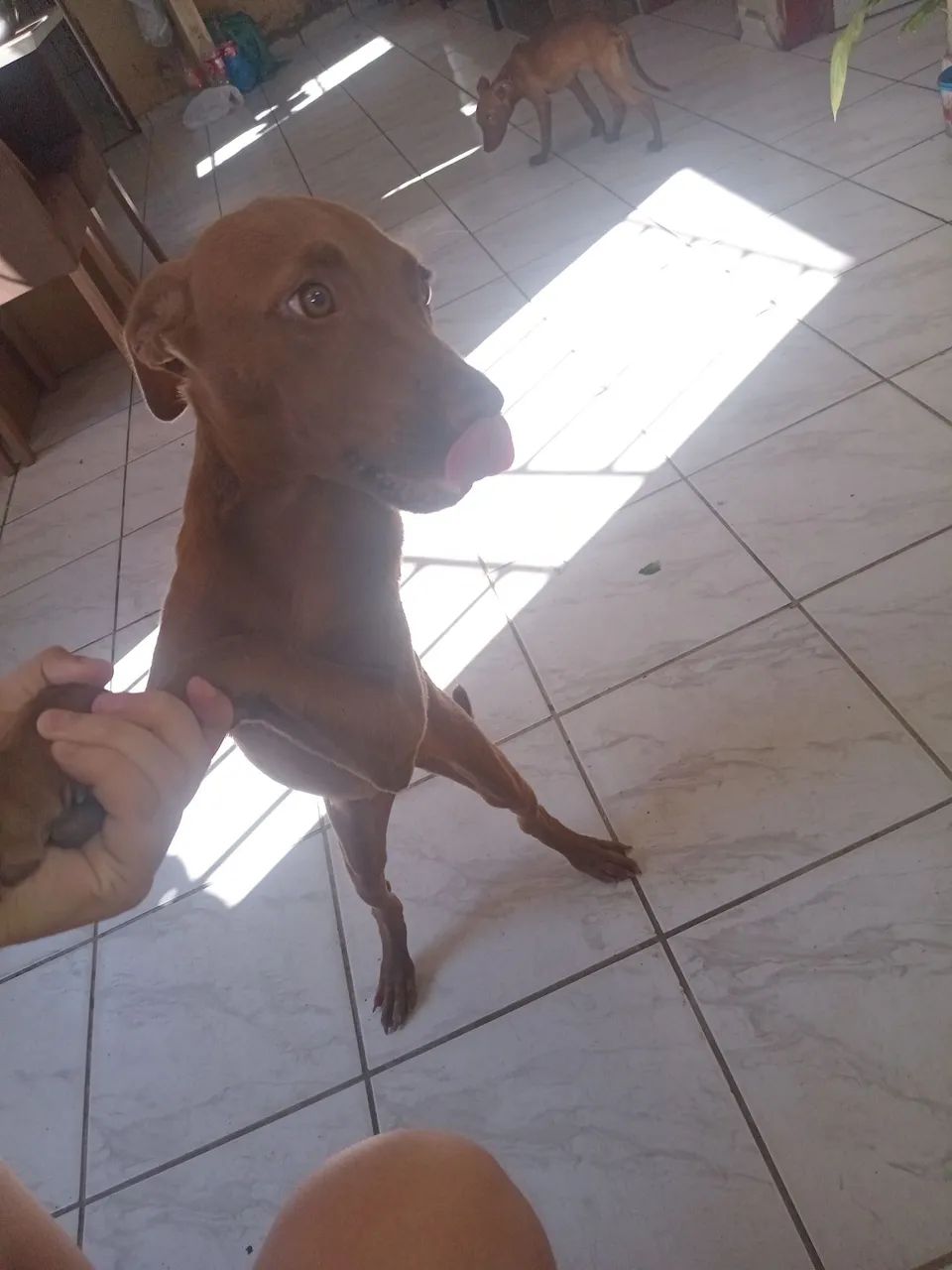 Pitbull  - Foto 3
