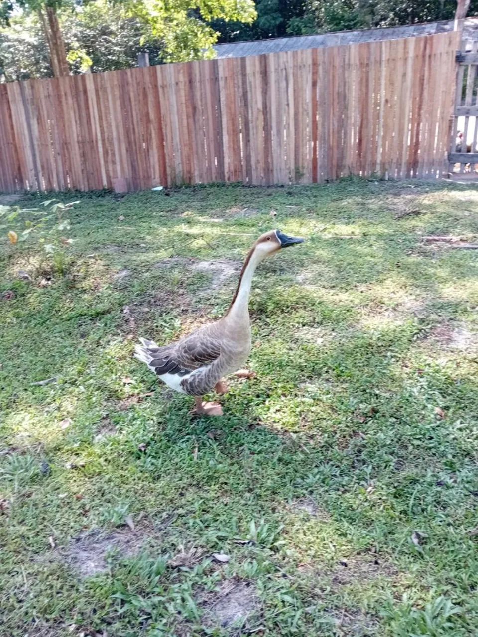 Pato ganso - Foto 3