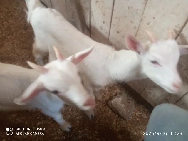 Bode cabra cabrito