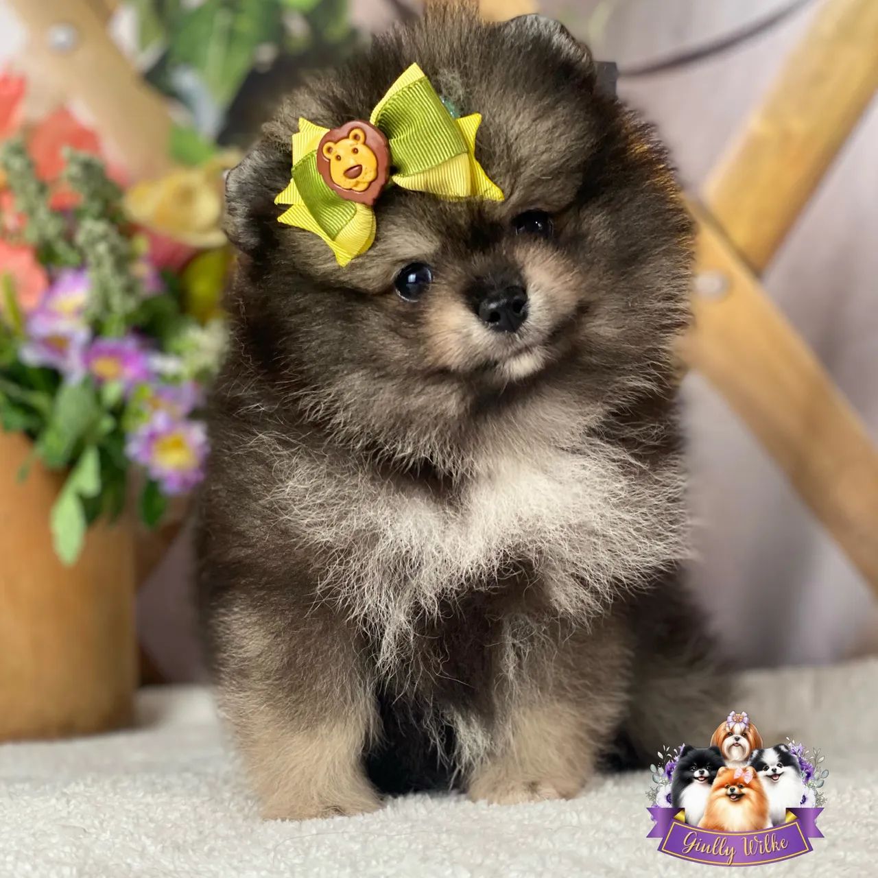 Lindíssimo Spitz alemão  - Foto 5