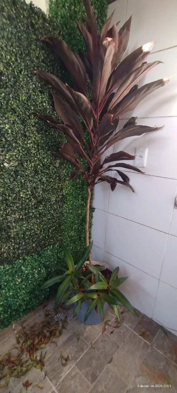 Dracena com 1,65mt - Foto 2